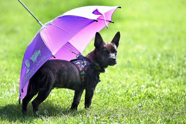 狗狗專用寵物傘在英國(guó)上市 雨天遛狗更舒心