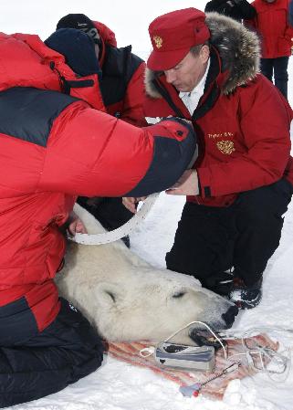 普京將再度“親密接觸”動物 或親駕滑翔機與鶴同飛