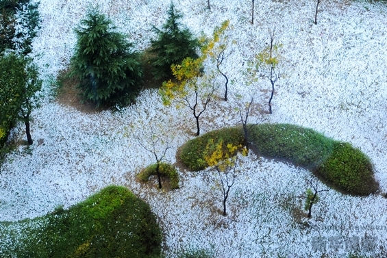 北京初雪 秋風(fēng)染黃銀杏