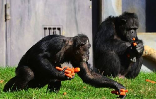 組圖：攝影師抓拍德國動物園黑猩猩偷食胡蘿卜