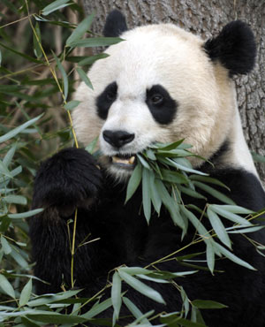 大熊貓糞便也是寶 法動(dòng)物園擬回收用于供熱供電