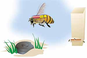科學(xué)家培育出蜜蜂探雷高手 可探掩埋5公里外地雷