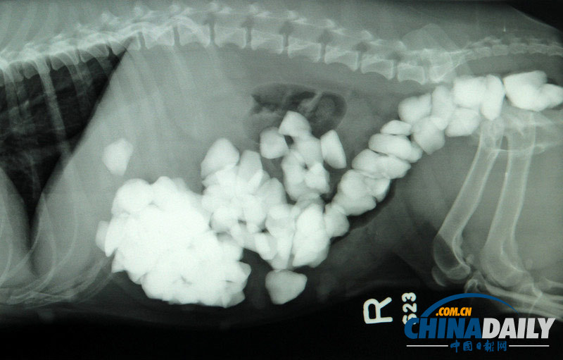 英國貪吃狗狗吞下80塊石子險喪命（組圖）