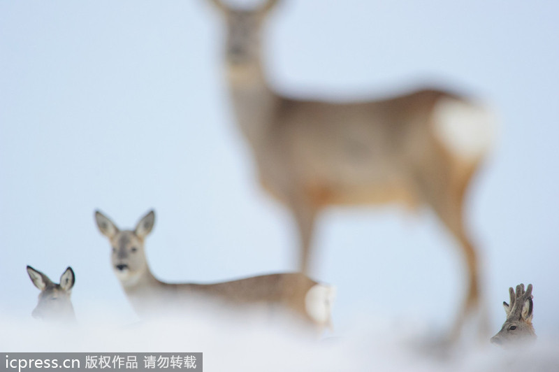 2013年GDT歐洲野生動物攝影獎獲獎作品賞析