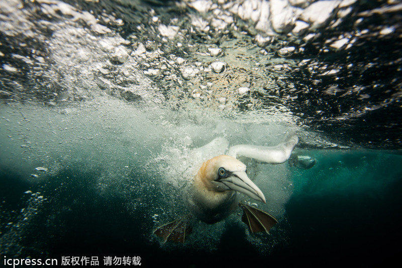 2013年GDT歐洲野生動物攝影獎獲獎作品賞析