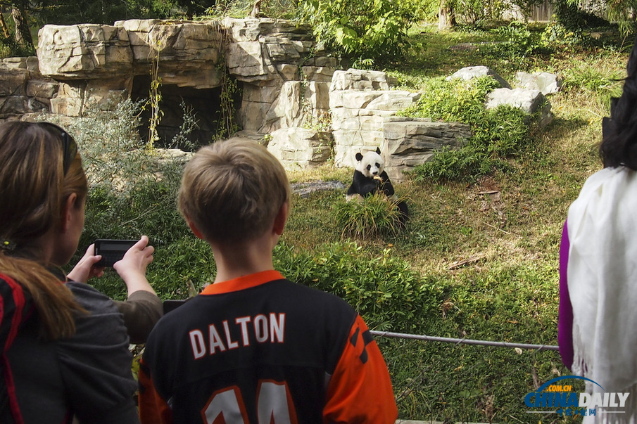 美國：旅美大熊貓誕下幼崽 動物園為其全球征名（組圖）