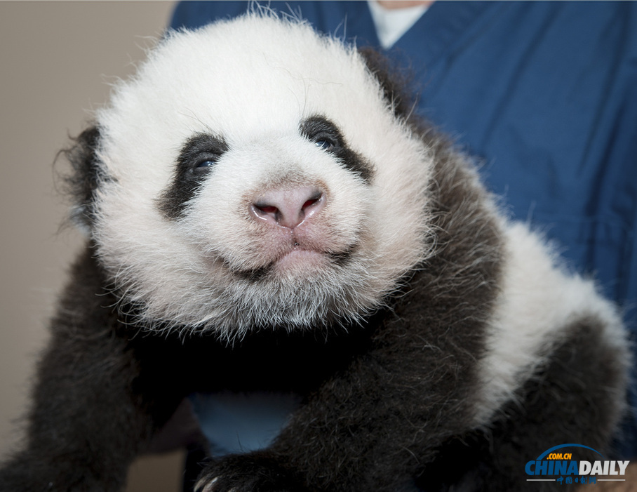 美國：旅美大熊貓誕下幼崽 動物園為其全球征名（組圖）