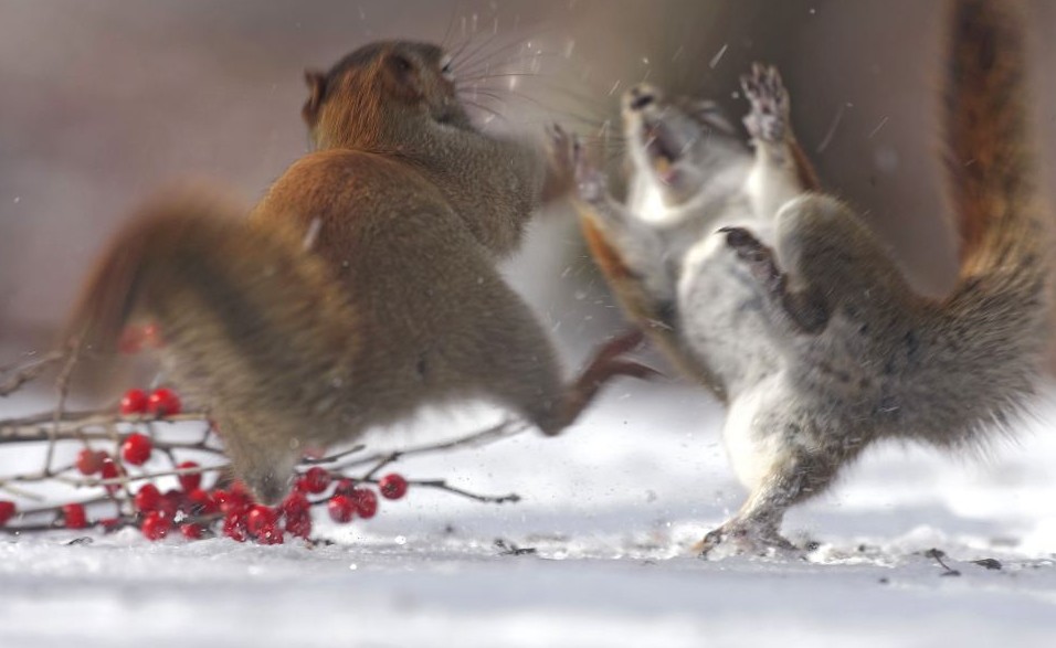 組圖：白熊拆禮物松鼠打雪仗 小動物們的圣誕時刻