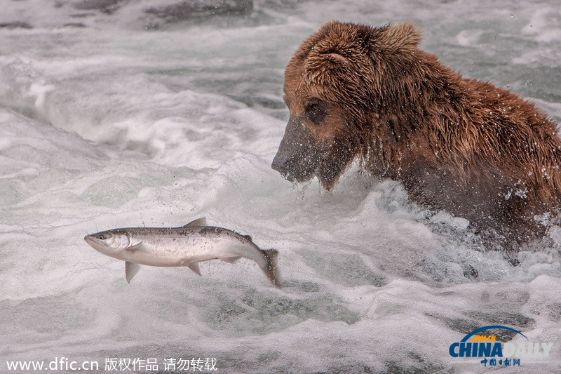 美饑餓棕熊端坐急流中 靜候獵物三文魚跳入嘴中