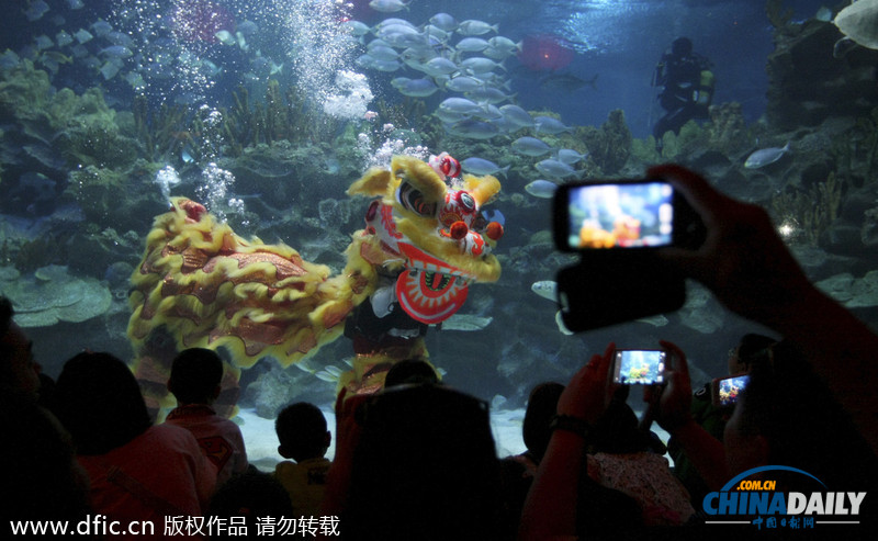 水下舞獅財神拜年 馬來西亞一水族館喜迎中國年