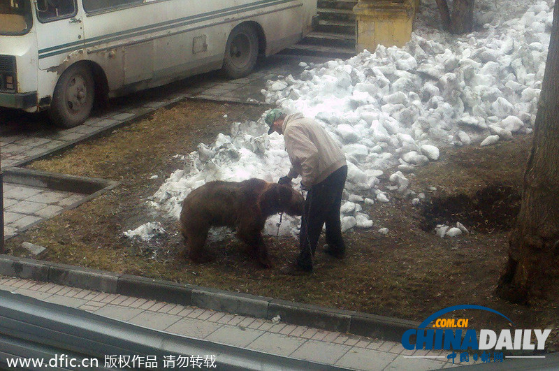 遛狗簡直弱爆啦！俄羅斯男子遛棕熊震驚路人