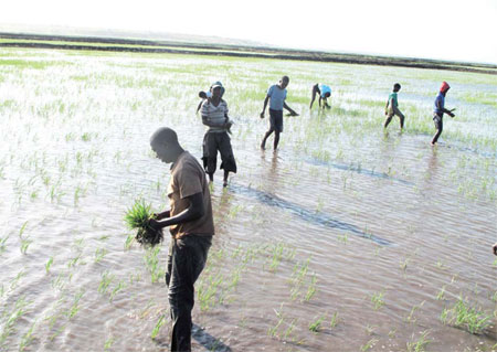 Harvest success puts rice on table