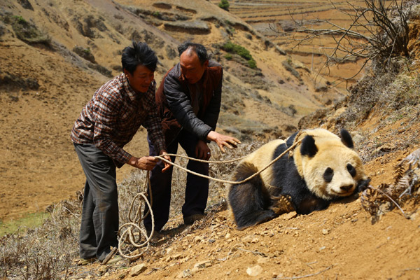 Wild panda sightings spark hope of recovery