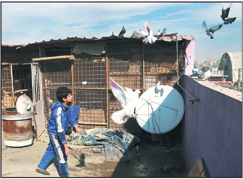 Pet pigeons return as IS militants take flight