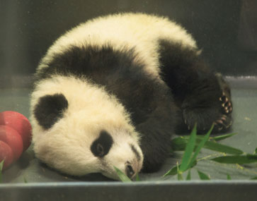 Panda cub Bei Bei warms to public