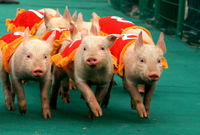 Piglet run