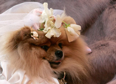 Wedding ceremony for dogs