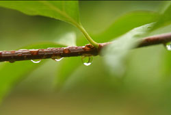 春雨（讀者心聲）