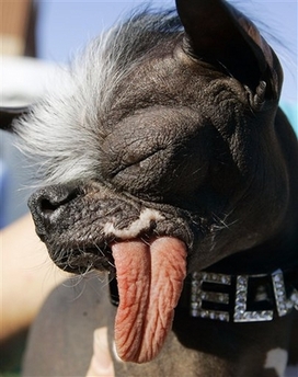 2007 World's Ugliest Dog