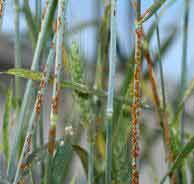 In Afghanistan, preparing for a threat to wheat plants