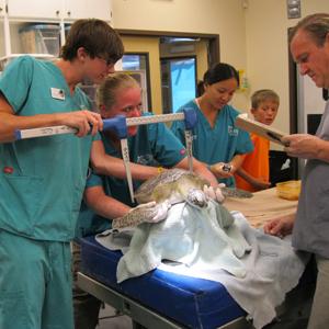 Trauma center treats sea turtles