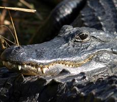 Everglades National Park – one of the world's great biological wonders