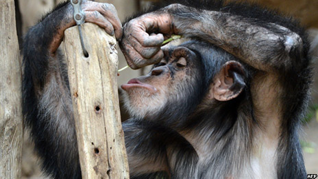 Chimpanzees throw tantrums 黑猩猩會發脾氣