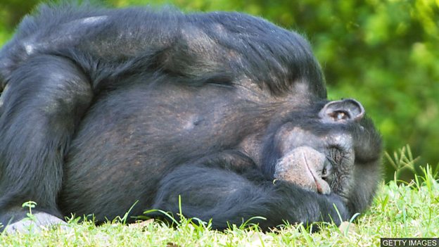 Are chimpanzee beds cleaner than human ones? 黑猩猩的“床”比人類的床還干凈？