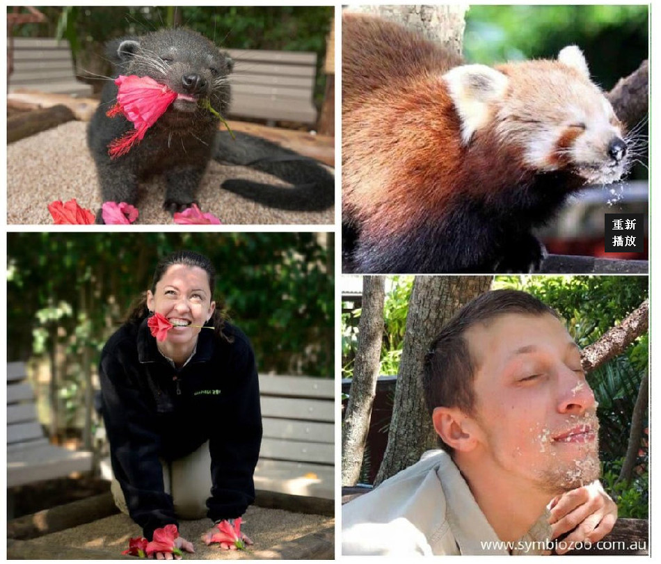 腦洞大開！澳大利亞飼養員模仿動物大賽