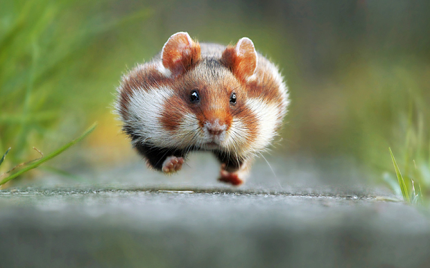 萌翻天！2015最逗比動物圖集