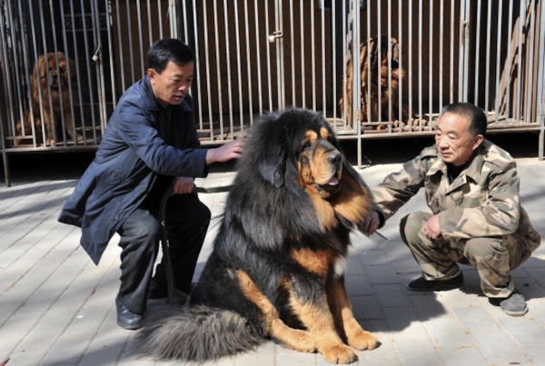 基因研究發現狗起源于中國