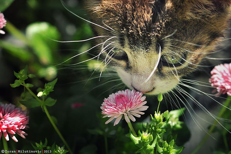 萌化了：聞花的動物們（組圖）