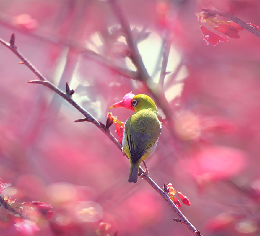 萌化了：聞花的動物們（組圖）