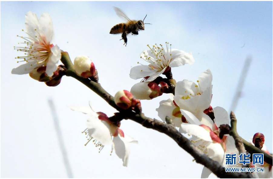 又到一年踏青時 花間春色惹人醉（組圖）