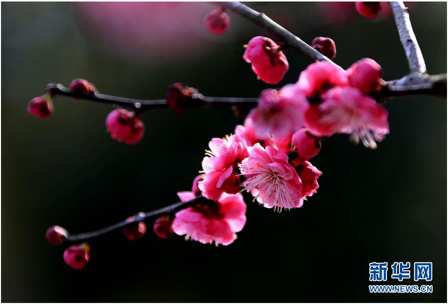 又到一年踏青時 花間春色惹人醉（組圖）