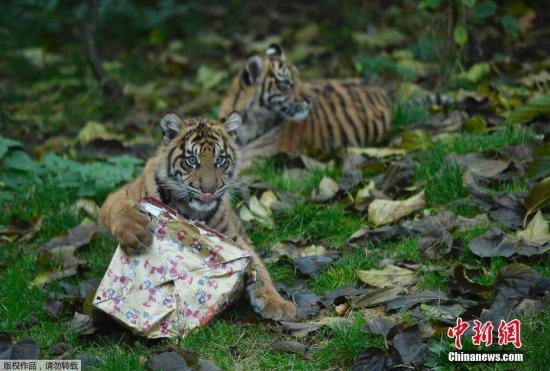 倫敦動物園發圣誕禮物 霸氣小老虎“怒拆”禮物