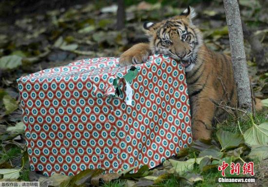 倫敦動物園發圣誕禮物 霸氣小老虎“怒拆”禮物