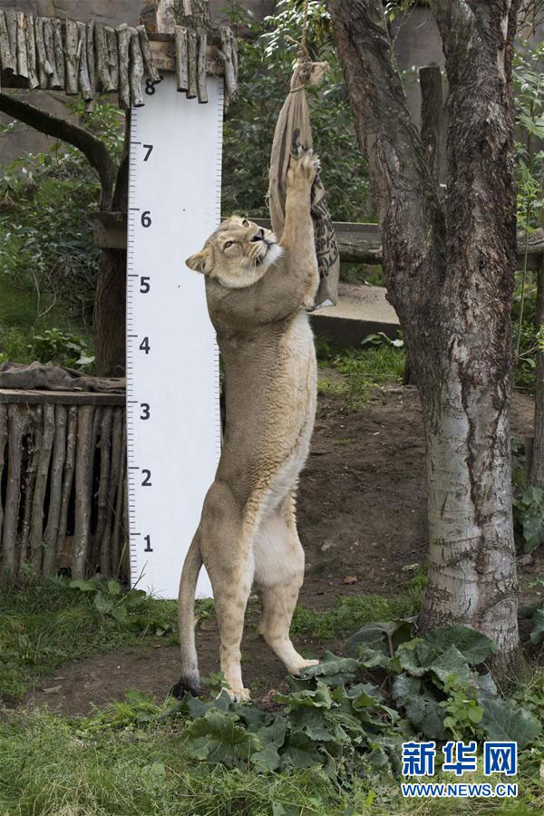 倫敦動物園“人口普查” 動物萌態(tài)十足（組圖）