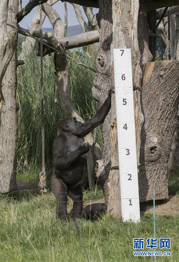 倫敦動物園“人口普查” 動物萌態(tài)十足（組圖）