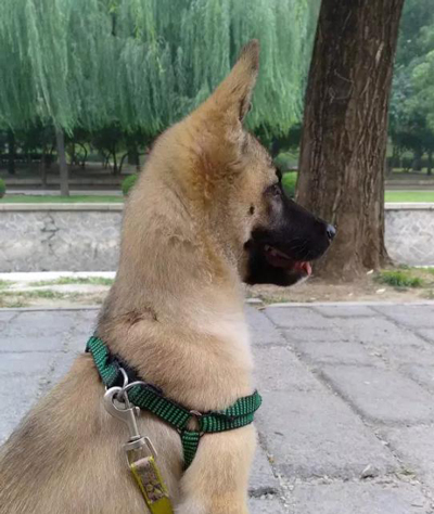 老外在中國：忠犬相伴