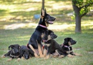 Clones of 9/11 hero dog unveiled in LA