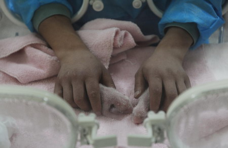 Giant panda twins born in Chengdu