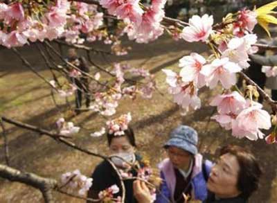 又逢“花見會(huì)” 日本迎來(lái)賞櫻熱潮