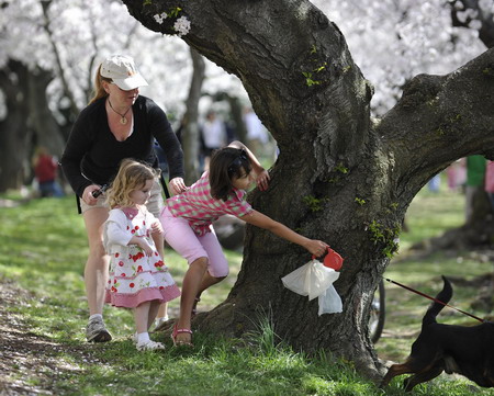 Cherry blossoms blooming in Washington