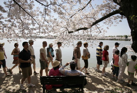 Cherry blossoms blooming in Washington