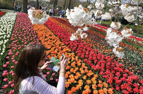 Tulip blossoms in Netherlands