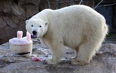 Polar bear celebrates birthday