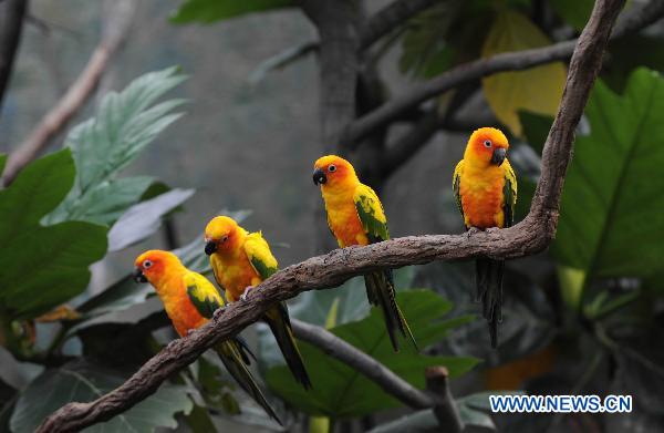 Rainforest theme zone opens in HK Ocean Park