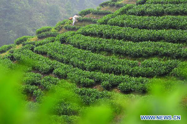 Farmers busy picking summer tea