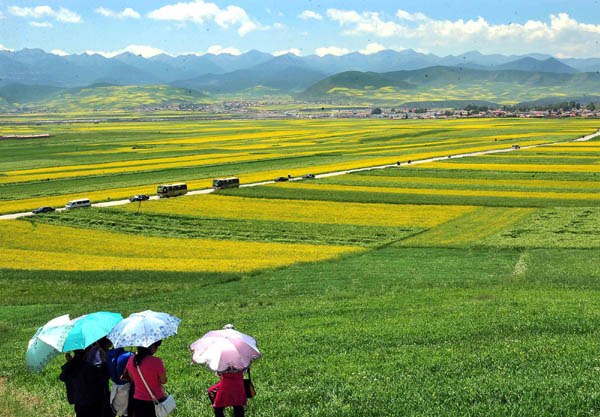 A sea of yellow in Xining